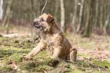 BORDER TERRIER 031